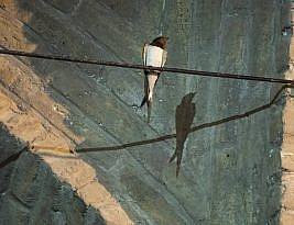 بر تن هر پرنده پری از سیمرغ است